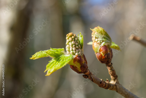 Zwei schöne Blütenknospen der Kastanie mit frischen grünen Blättern / Rosskastanie im Frühling / an einem Kastanienbaum