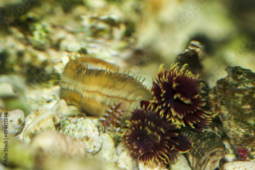 Ein Kalkröhrenwurm der aus seiner Röhre  raus gekommen ist in einem Meerwasser Aquarium.  © boedefeld1969