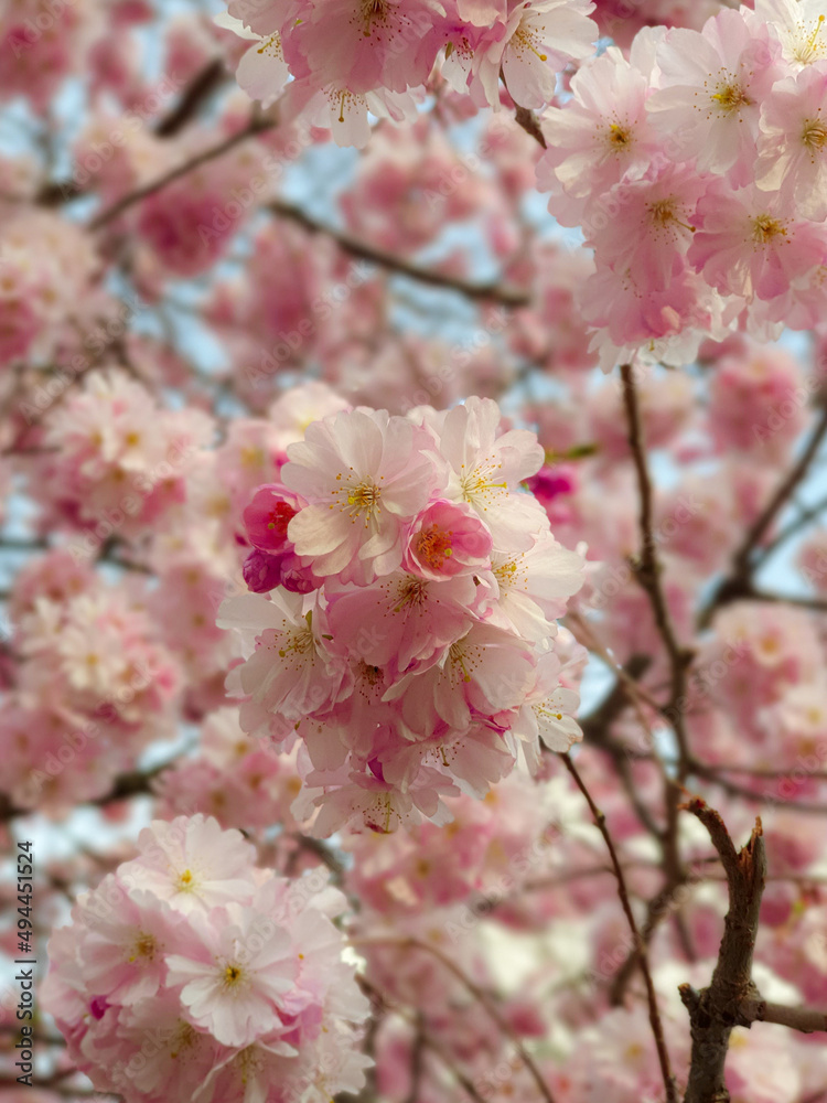 Sakura, Japanese Cherry Blossoms, pink, white, phone background, wallpaper, handy, hintergrund, 4K, Sakura, Japanese Cherry Blossoms, pink, white, phone background, wallpaper, handy, hintergrund, 4K,