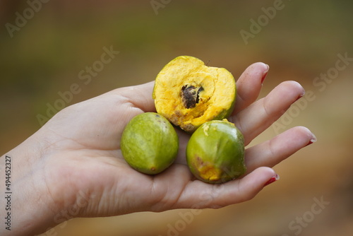 Fruits of Tuturubá tree (Pouteria campechiana). Fresh Egg fruit, yellow flesh, sweet with strong aroma. Like all plants genus Cutite it has antimicrobial, antitumor and antioxidant properties. 