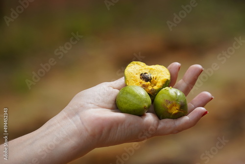 Fruits of Tuturubá tree (Pouteria campechiana). Fresh Egg fruit, yellow flesh, sweet with strong aroma. Like all plants genus Cutite it has antimicrobial, antitumor and antioxidant properties.  photo