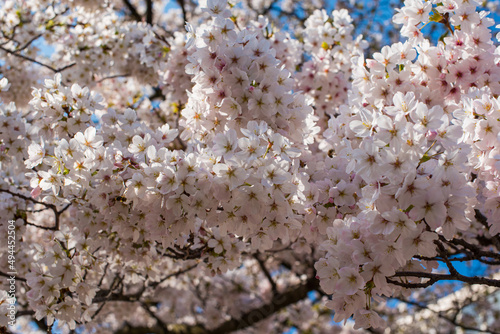 pink sakura blossom viewing 