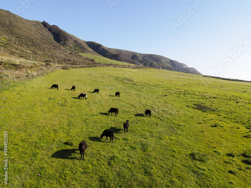 Aerial view of cows eating grasson a hill photo