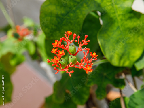 Jatropha Podagrica flower, also known as Buddha belly plant, bottle plant shrub, gout plant, purging-nut, Guatemalan rhubarb or goutystalk nettlespurge. Orange flower blossom and green fruit photo