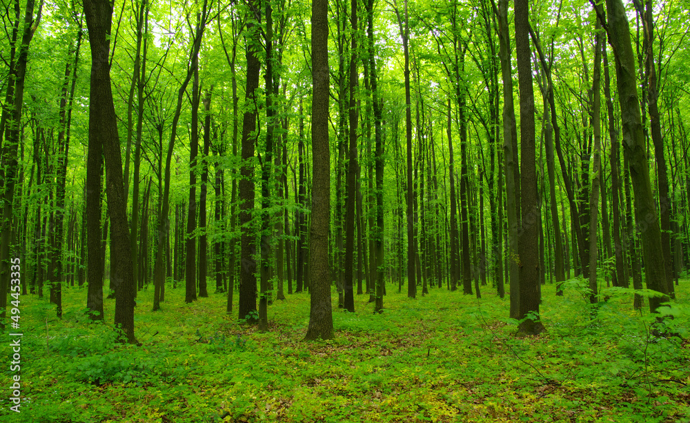 Naklejka premium Forest trees in spring