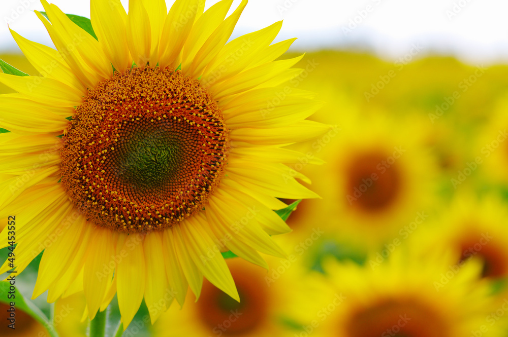 close-up sunflower in a field