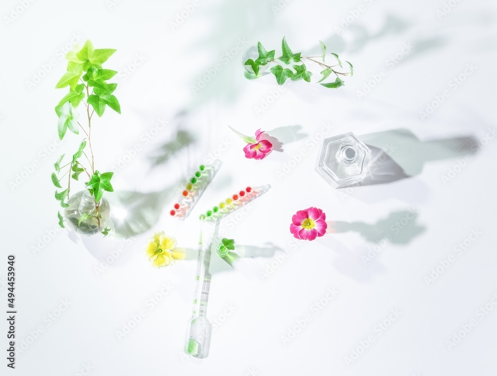 Bright primerose flowers, plant shoots with green leaves and plant essences or organic extracts in flasks and test tubes. Natural ingredients use for alternative medicine, healthy cosmetics concept. Bright primerose flowers, plant shoots with green leaves and plant essences or organic extracts in flasks and test tubes. Natural ingredients use for alternative medicine, healthy cosmetics concept.