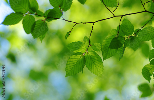 Green leaves plants nature spring background at