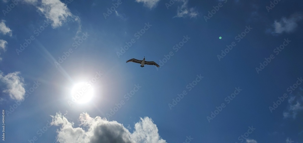 Bird in the summer sky