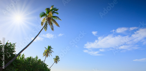 Palm trees and blue sky  tropical sunshine in the Caribbean.