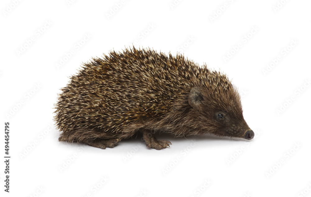 Obraz premium Hedgehog isolated on white