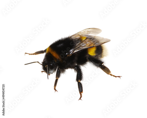 Foto bumblebee on the white