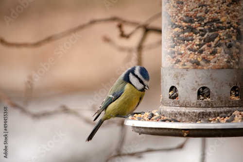 Tableau sur toile Closeup of the Eurasian blue tit, Cyanistes caeruleus perched on a bird feeder filled with seeds