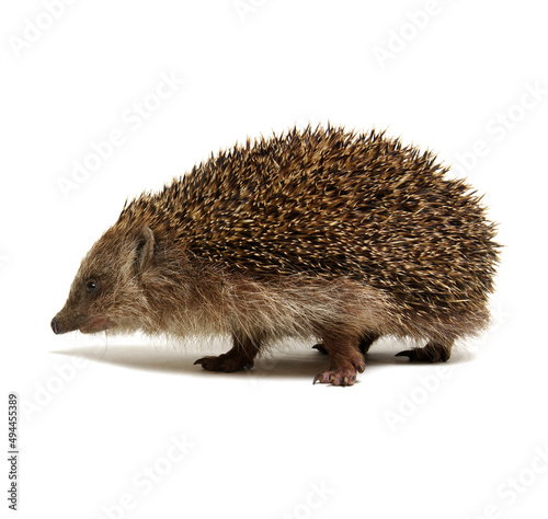 Hedgehog isolated on white © Alekss