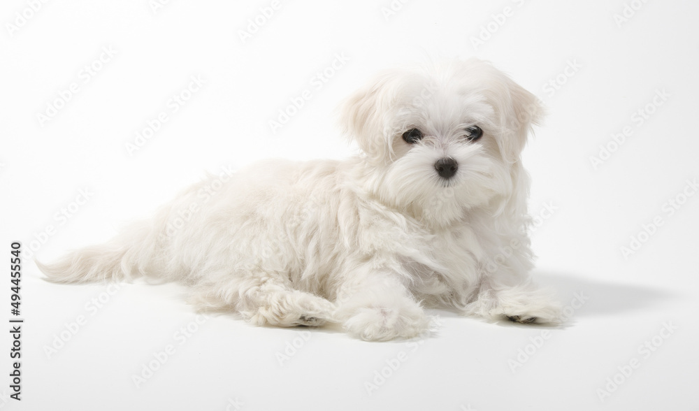 The dog lies in the studio isolated on a white