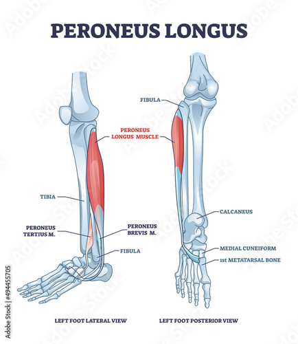 Peroneus longus muscle with leg muscular and skeletal system outline diagram. Labeled educational tertius and brevis anatomical location from left foot lateral and posterior view vector illustration. photo