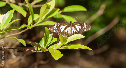 Obraz na plátně Tiger swamp butterfly on green leaves