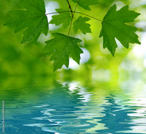 Green leaves spring background near the water