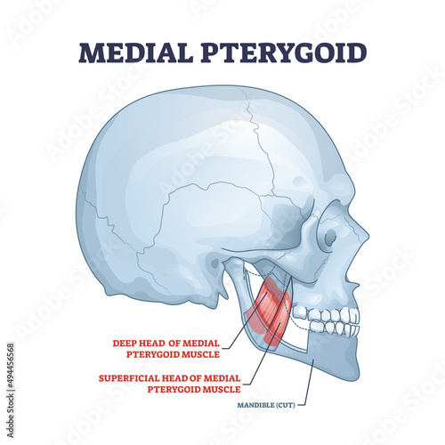 Medial pterygoid facial muscle as masticatory muscular system part outline diagram. Labeled educational anatomy scheme with deep head and superficial location vector illustration. Medical explanation.