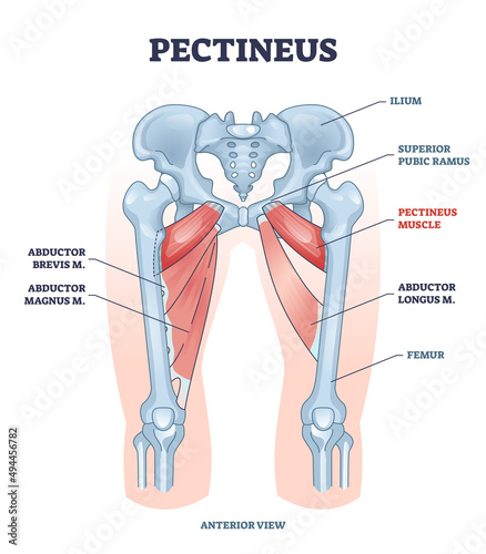 Pectineus muscle with leg abductor brevis and magnus location outline diagram. Labeled educational scheme with muscular system and ilium, superior pubic ramus and femur bones vector illustration. photo