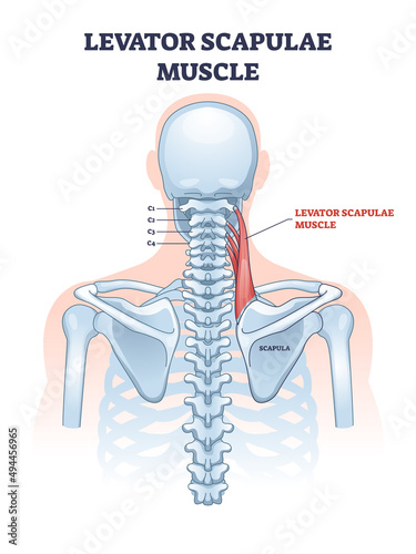 Levator scapulae muscle as neck and shoulder connection outline diagram. Labeled educational human upper body anatomy with medical muscular system part and spine skeletal bones vector illustration.