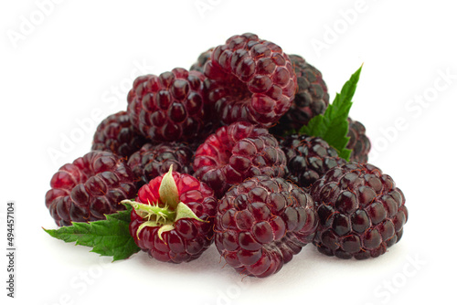 Cumberland hybrid raspberry and blackberry