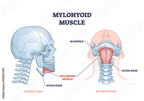 Mylohyoid muscle and hyoid bone with throat muscluar system outline diagram. Labeled educational medical anatomy scheme with mandible skeletal parts from lateral and anterior view vector illustration.