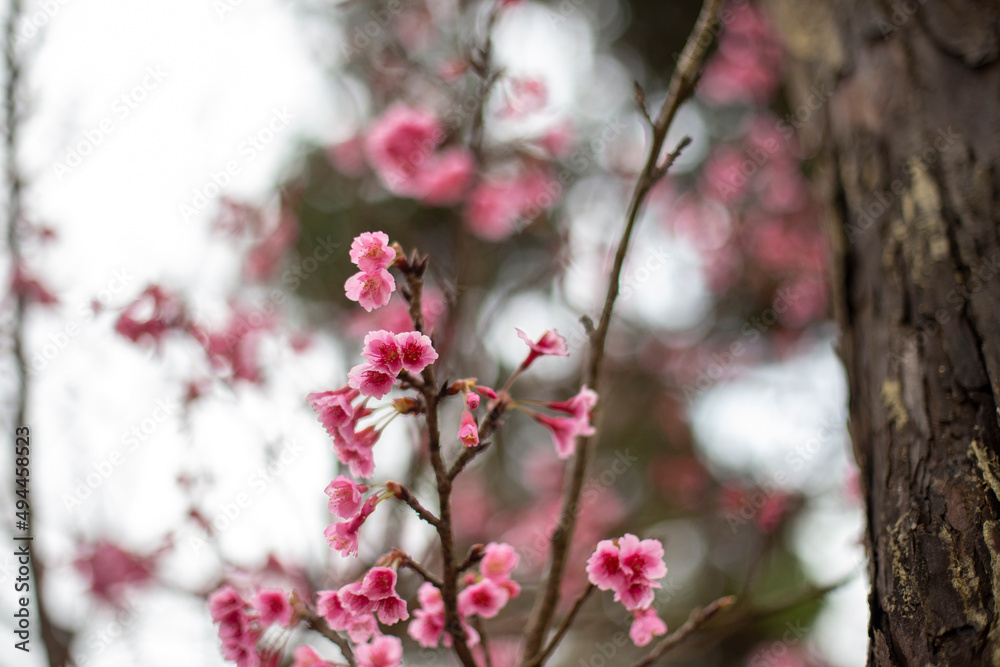 Beautiful cherry blossoms blooming in park, Sakura flower background. Beautiful cherry blossoms blooming in park, Sakura flower background.