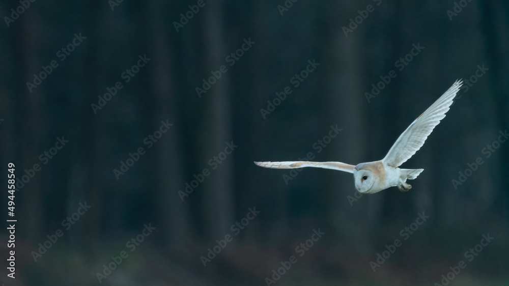 Western barn owl (Tyto alba) flying in front of a forest at dusk. Beautiful nocturnal hunter. Western barn owl (Tyto alba) flying in front of a forest at dusk. Beautiful nocturnal hunter.