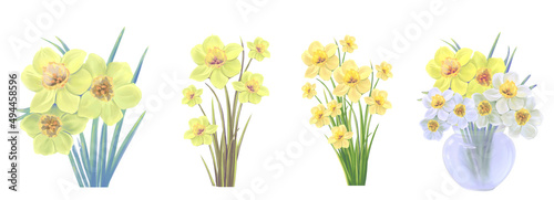 set of blooming bouquets of yellow narcissus flowers vector illustration