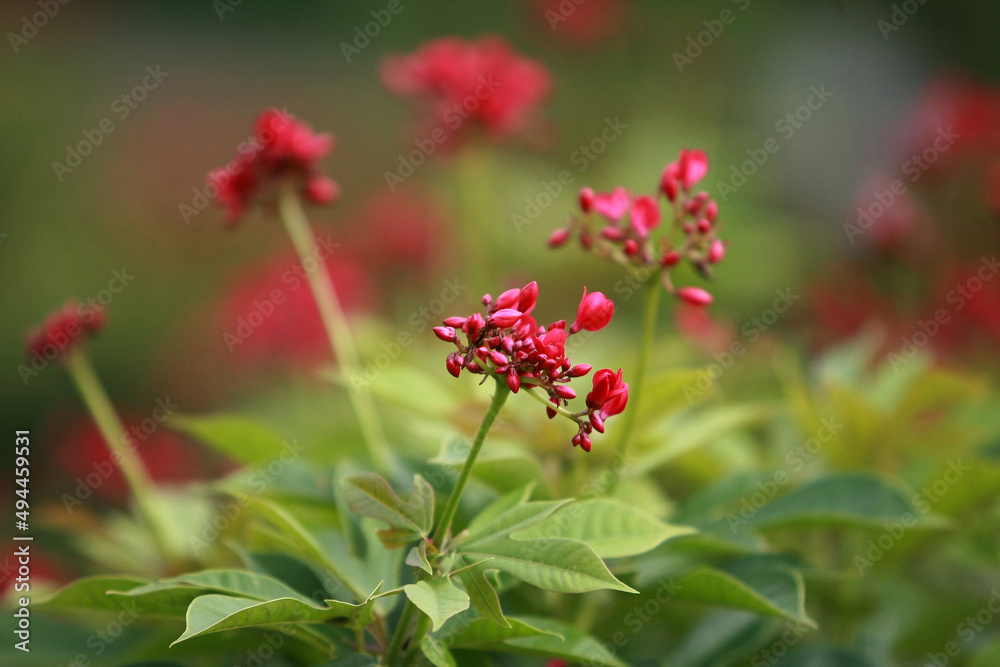 Red Flower and Leaves Tropical forest trees texture background wallpaper Red Flower and Leaves Tropical forest trees texture background wallpaper