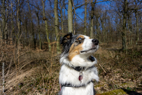 Australian Shepherd