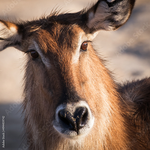 Closeup shot of a brown waterbuck face