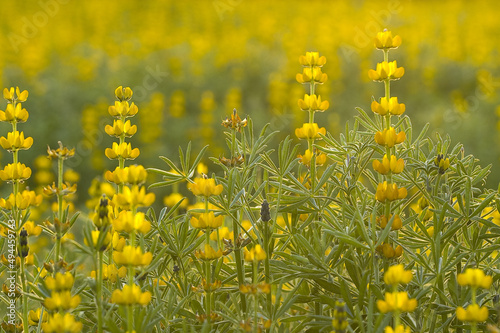 Closeup of yellow Lupine flowers blooming in a garden against blurry background photo