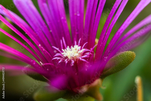 Macro shot of a blooming hardy iceplant photo