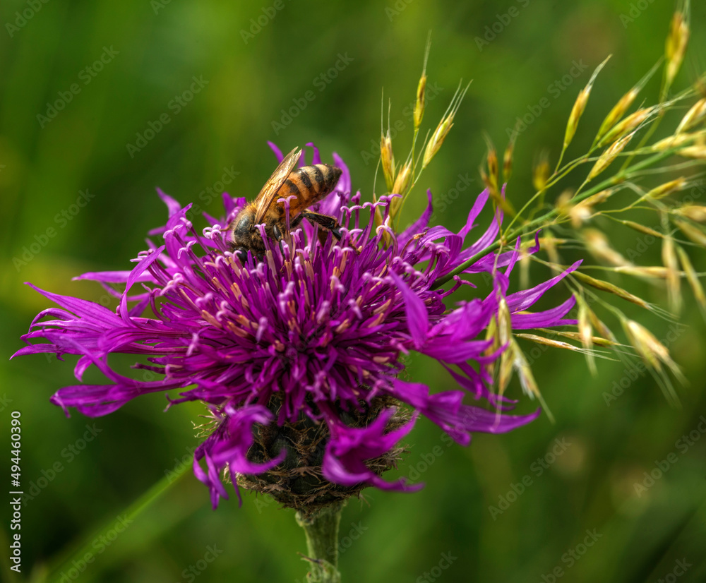 Abeille et scabieuse sauvage aux Plans-d'Hotonnes, Ain, France Abeille et scabieuse sauvage aux Plans-d'Hotonnes, Ain, France