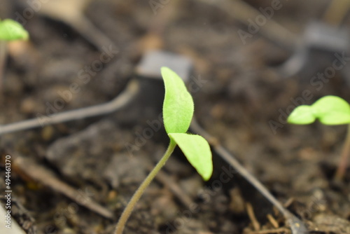 Plant Sprout in Soil