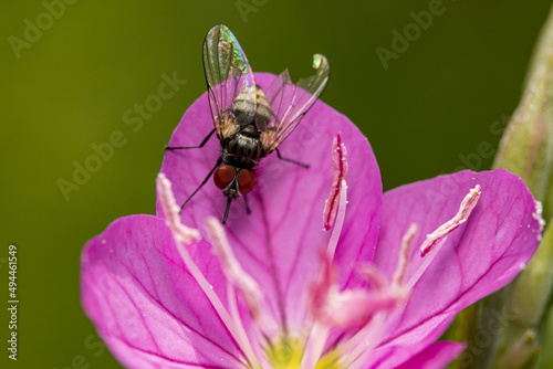 Genus of root-maggot fly Hylemya on the purple flower photo