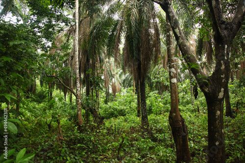 Beautiful green jungle in Sierra Leone