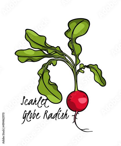 Vector card with hand drawn graceful Scarlet Globe radish. Ink drawing, graphic style. Beautiful healthy food design elements