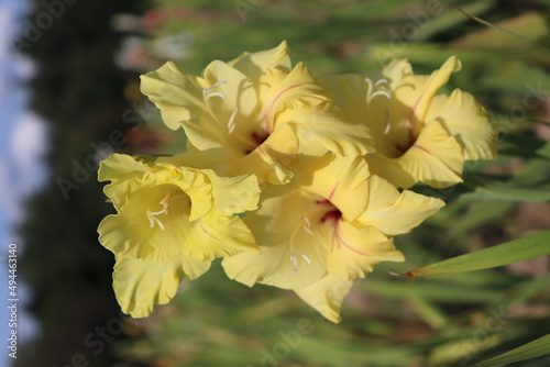Vertical shot of a large-flowered yellow gladiolus