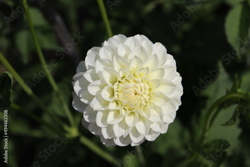 Картината върху платно Dahlia white delicate flower