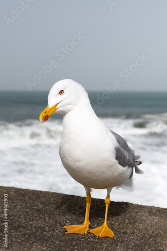 Close-up of a Seagull standing at the seaside in Biarritz. Basque Country of France.