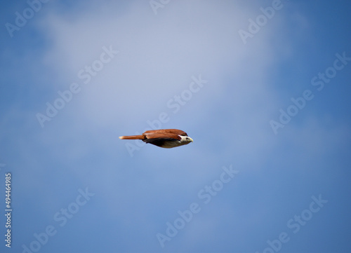 Flying brahminy kite (Haliastur indus) bird in a cler blue sky photo