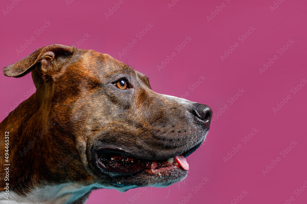 close-up of a dog on a pink background. concept for advertising services for dogs 