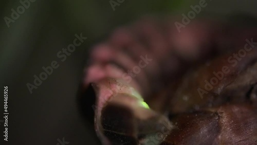 Close up of european common glow-worm glowing at night. Macro static photo