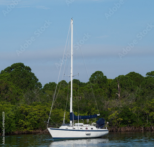 Sailboat in Front of Mangroves on a Sunny day