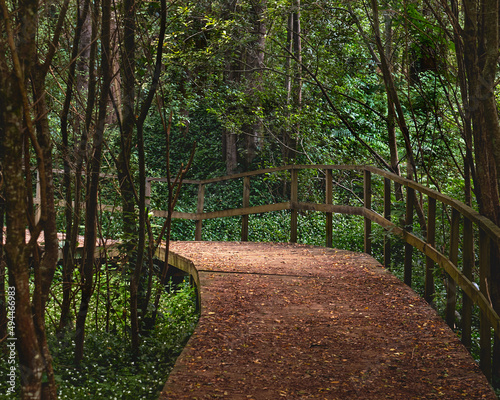 Closeup of a walkway in a forest in Oliveira de Azemeis, Aveiro photo