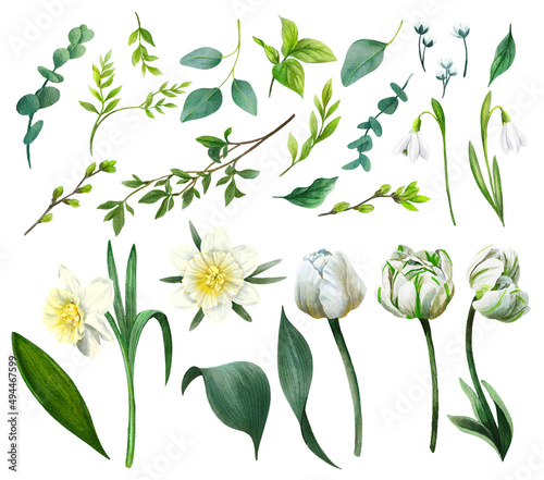 Set of spring flowers including white tulips