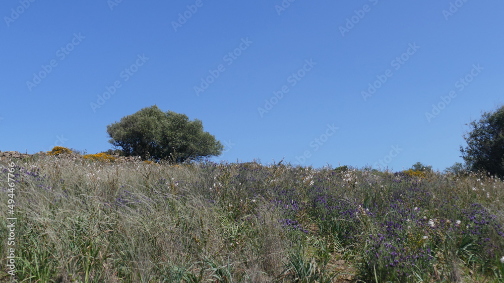 Obraz premium Paesaggio